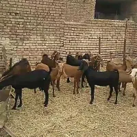 فروش ۱۵ راس بزقاله ماده و کولار چاق جنس دار خوب