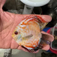 ماهی اکواریوم دیسکس