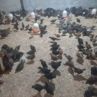 فروش ۱۵۰۰ قطعه جوجه گلپایگان درجه یک در ساری