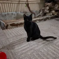 واگذاری گربه|گربه|اصفهان, ملکشهر|دیوار