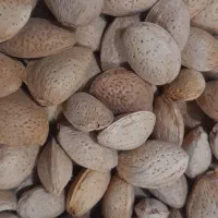 بادام شیرین پرمغز