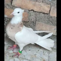 سالم و سرحال