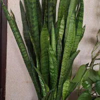 گلدان سانسوریا