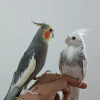 عروس هلندی|پرنده|بوئین زهرا, |دیوار