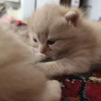 واگذاری رایگان بچه گربه ی بازیگوش نارنجی