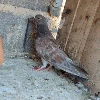 کفتر پرشی|پرنده|گلپایگان, |دیوار
