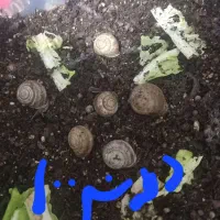 حلزون|خزنده|کرمان, |دیوار