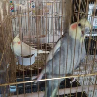 یک جفت عروس هلندی|پرنده|اصفهان, سنبلستان|دیوار