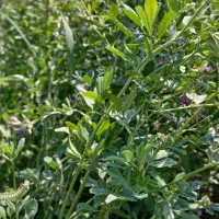 یونجه
