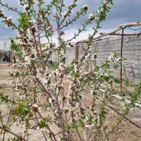 باغ ویلا زمین داخل بافت کلاکوب نوچاه