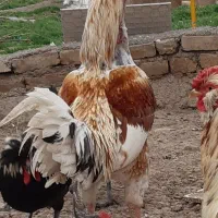 خروس|حیوانات مزرعه|قزوین, |دیوار