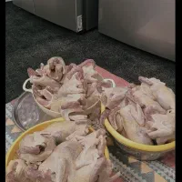 جوجه اصل محلی پر کنده تمیز آماده طبخ