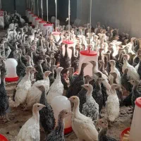 فروش جوجه بوقلمون ۴۵ روزه برنز انگلیس .