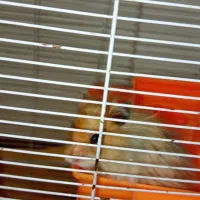 دو عدد همستر سوری|موش و خرگوش|تهران, وردآورد|دیوار