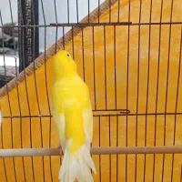 قناری جفت بسیار زیبا