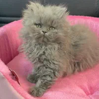 بچه. گربه. نژادار تخفیف دار مناسب کادوو|گربه|تهران, مرزداران|دیوار