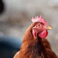 مرغ و خروس محلی