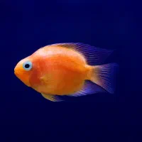 معاوضه یا فروش ماهی گوشتخوار (پرت و کت فیش)