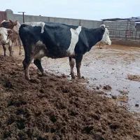 گاو شیری گوساله دار|حیوانات مزرعه|سیمین شهر, |دیوار