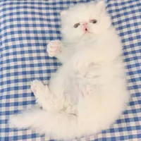 بچه گربه های مجموعه ایران کتز iran cats|گربه|بوشهر, |دیوار