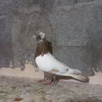 دوتا کبوتر|پرنده|عجب شیر, |دیوار