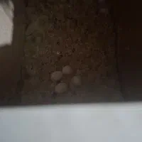 طوطی برزیلی