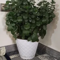 دوتاگل طبیعی قیمت دوتا یک و پانصد