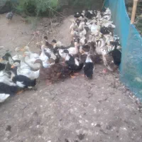 اردک فقط ۱۴۰