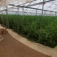 معاوضه و تهاتر ۷۵۰۰ متر زمین و ۲۵۰۰۰ متر گل خانه|فروش آپارتمان|خلجستان, |دیوار