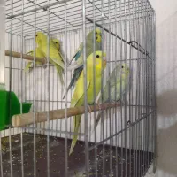 مرغ عشق رنگ خاص