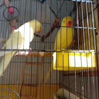 جفت مولد ملنگو لوتینو