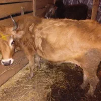 فروش گاو و گوساله