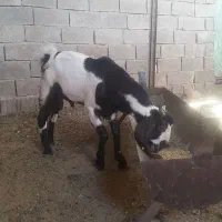کهره بذری|حیوانات مزرعه|جهرم, |دیوار