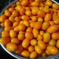 مرباکامکوات (پرتقالریز)