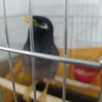 دو تا مرغ مینا سخنگو نر