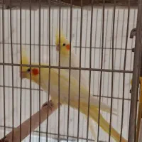 حراج ۶ جفت عروس هلندی مولد لوتینو آلبینو|پرنده|اسلام‌شهر, شهرک مفیدی|دیوار