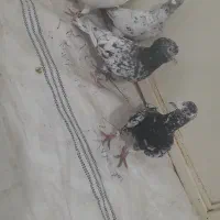 جعبه مرغی گم کردم