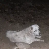 سگ سفید پیدا شده