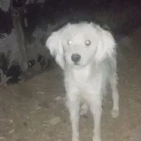 واگذاری|سگ|کازرون, |دیوار