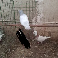 ۵تا کفتر رنگی طوقی نقره ای