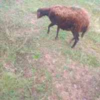 1راس گوسفند جوان گوشتی