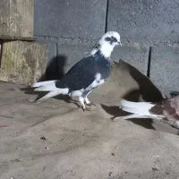 کبوتر|پرنده|میناب, |دیوار