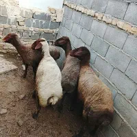 بره نر هترو دوقلوزا