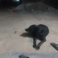 سگ گله ای فروش فوری|سگ|لردگان, |دیوار