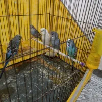 مرغ عشق و جوجه