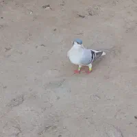 یک جفت ساده سبز با جوجه چب|پرنده|گنبد کاووس, |دیوار