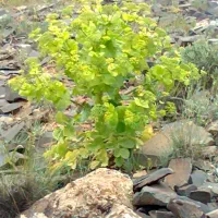 زمین-فروشی-شهرک-صدف