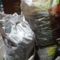 کودکبوترجنگلی