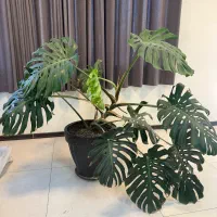 گل برگ انجیری|گل و گیاه طبیعی|تهران, قلهک|دیوار