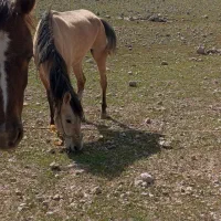 مادیان و کره مادیان